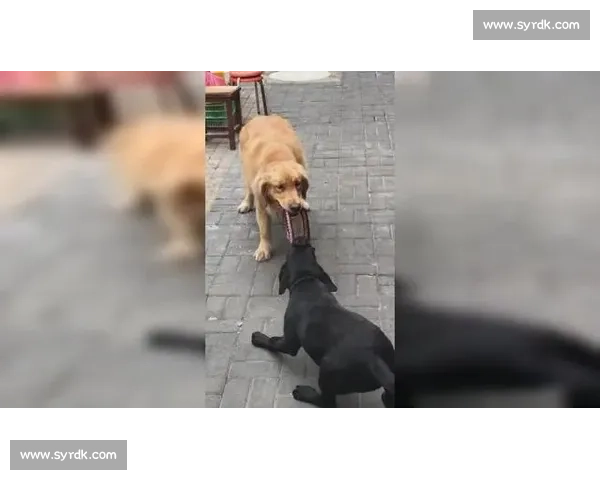 细狗赛场激情角逐精彩瞬间记录与赛事背后故事揭秘
