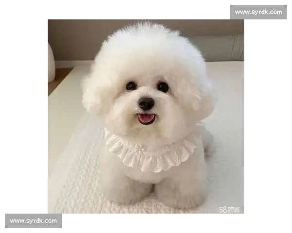 赛场风采尽显比熊犬魅力与训练秘诀全解析